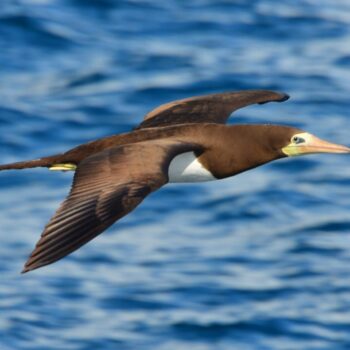 Brown booby bird