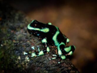Rana Dardo - Poison dart frog