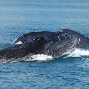 Whale watching